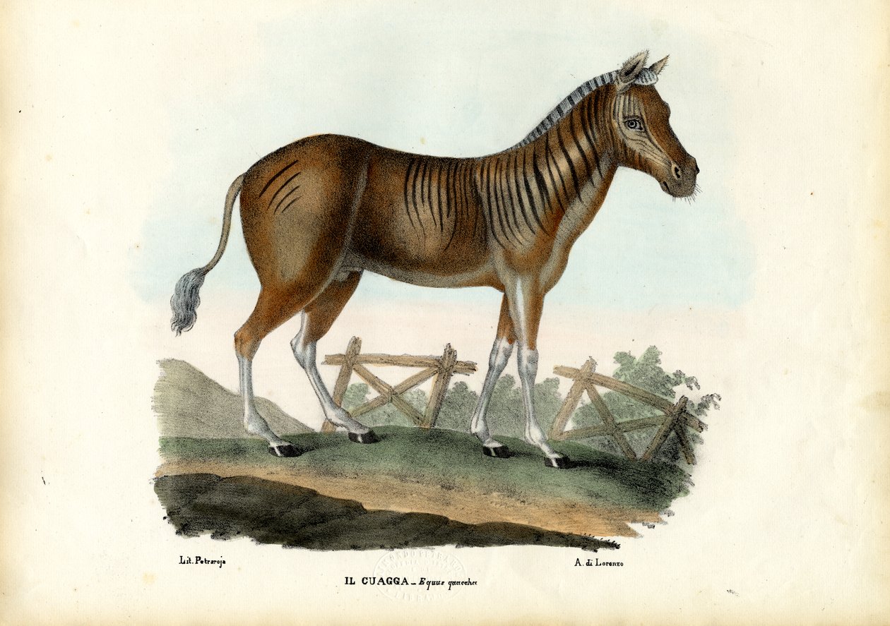 Quagga, 1863-79 af Raimundo Petraroja