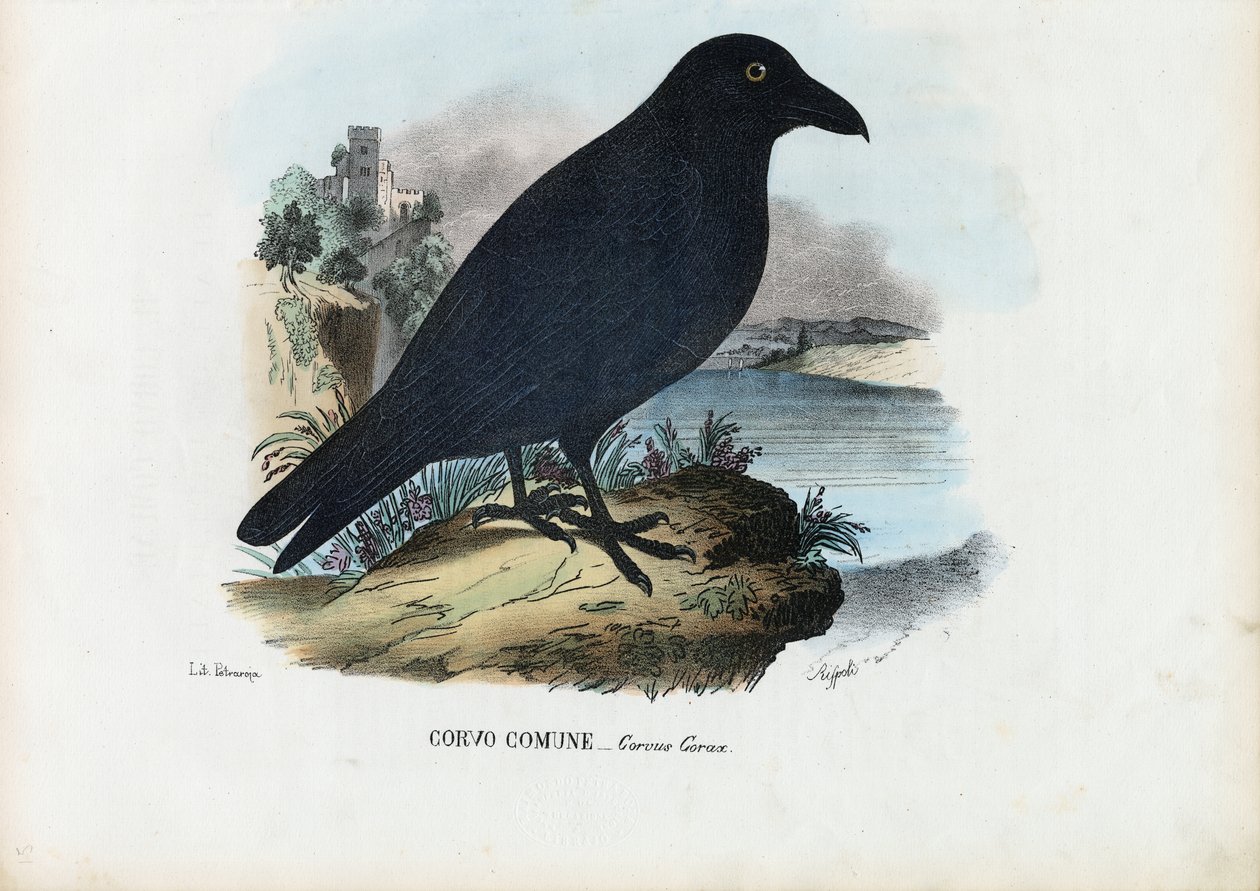 Ravn, 1863-79 af Raimundo Petraroja