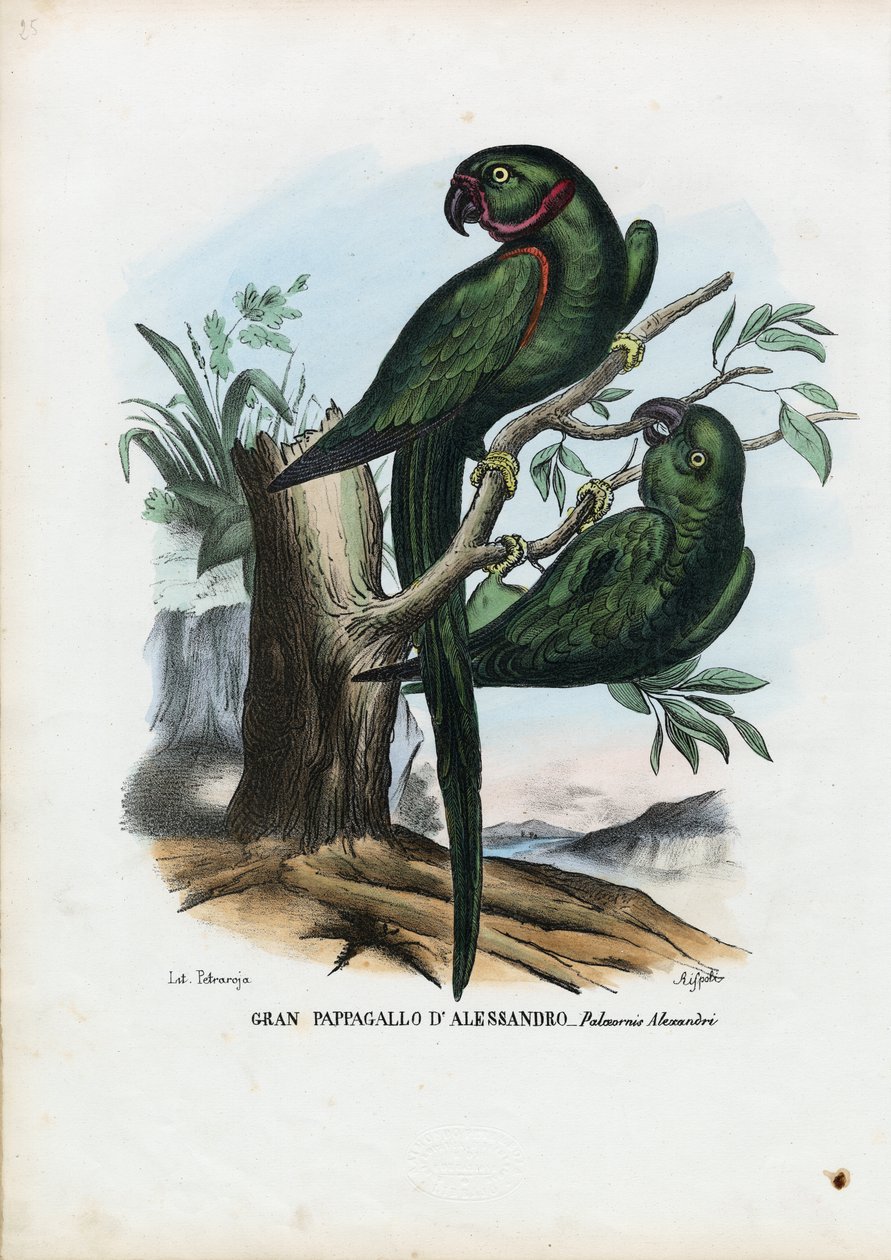 Rose-ringet parakit, 1863-79 af Raimundo Petraroja