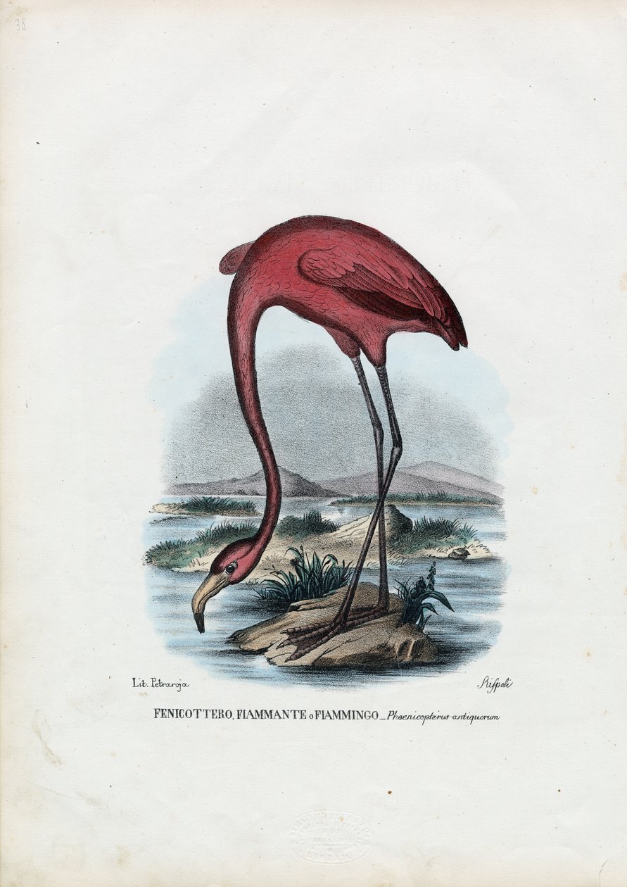 Rosenrød, 1863-79 af Raimundo Petraroja