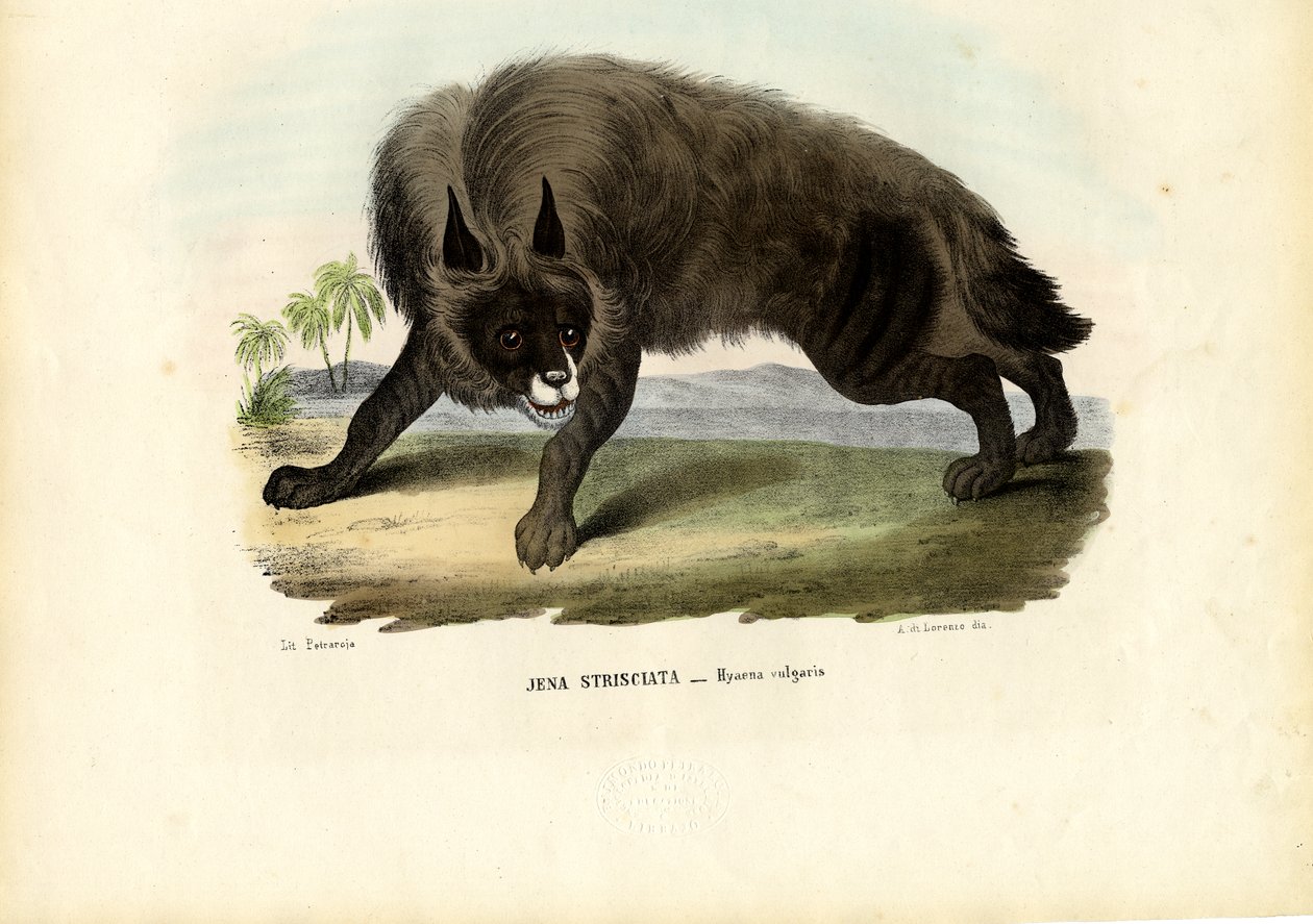 Stribet hyæne, 1863-79 af Raimundo Petraroja