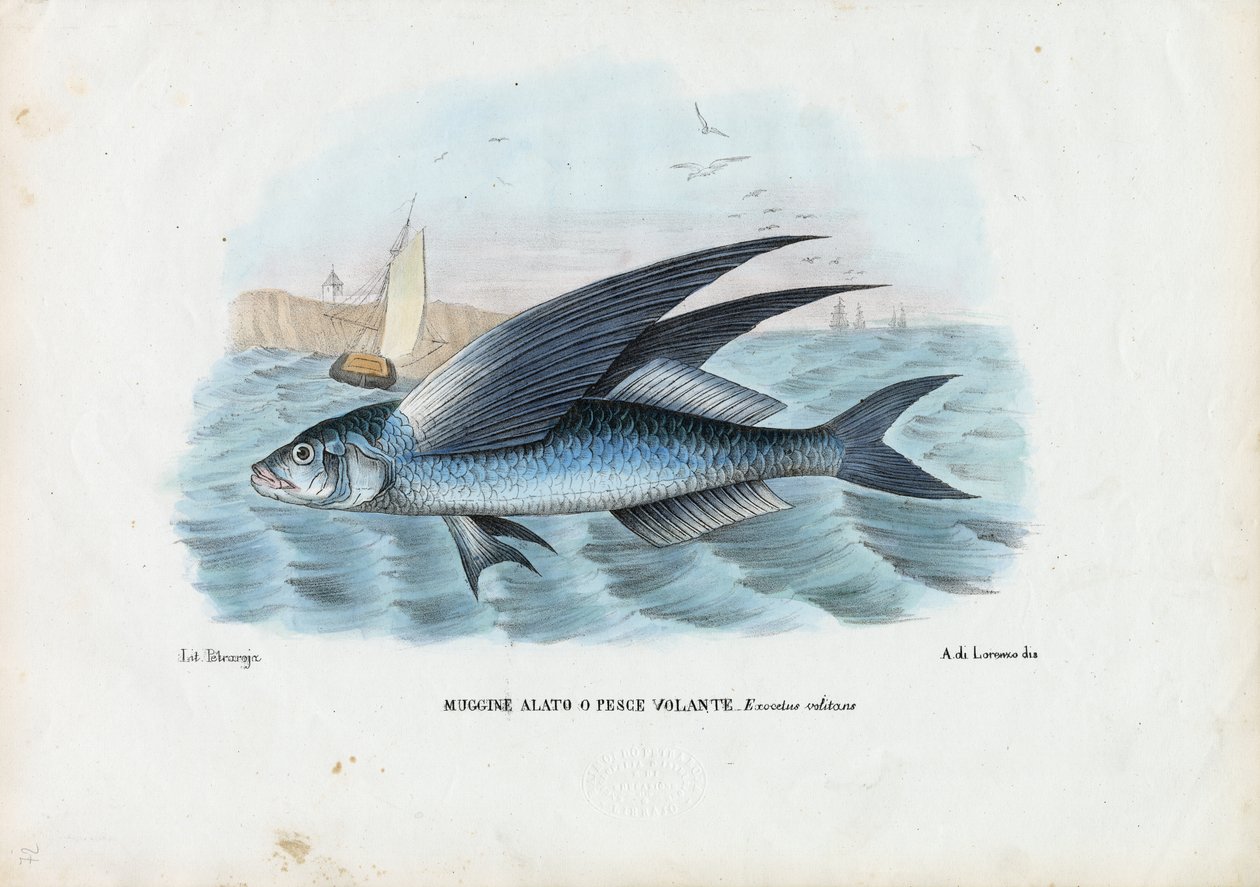 Tropisk fluefisk med to vinger, 1863-79 af Raimundo Petraroja