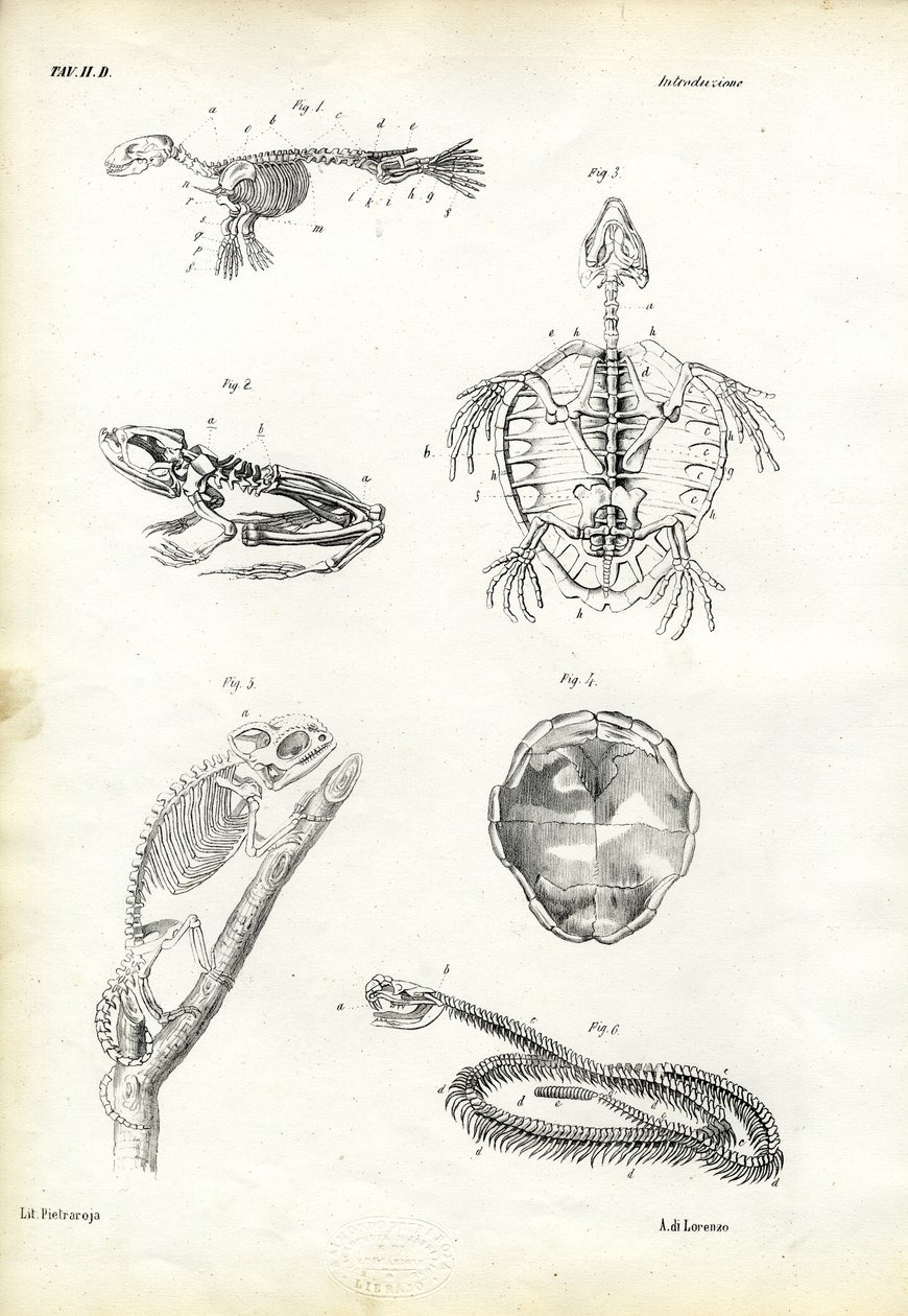 Skildpadde, 1863-79 af Raimundo Petraroja