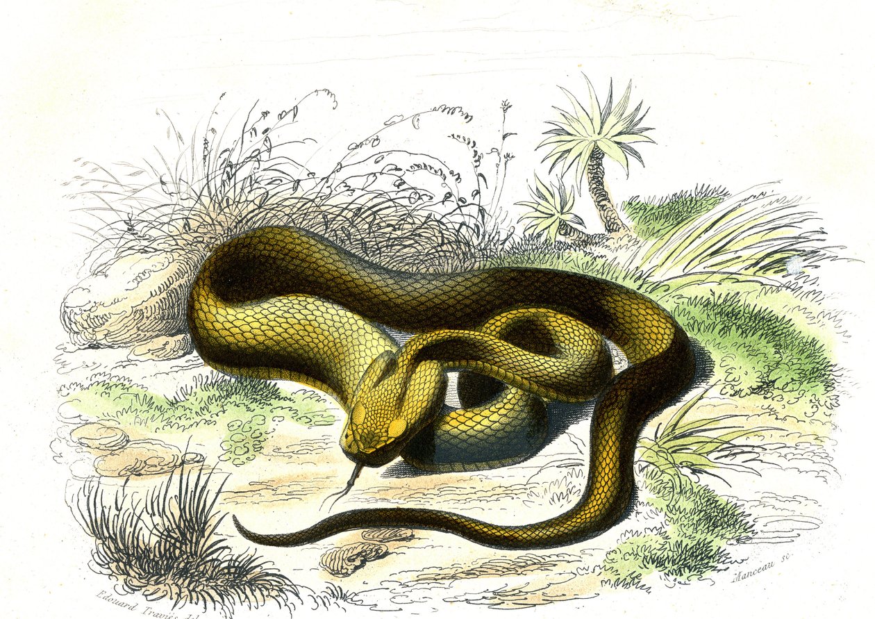 Vipere spydspids (Cophias Lanceolatus) - Platte fra naturhistorie af Bernard Germain de Lacepede (1856-1925), udgave P.Furme, Paris af Raimundo Petraroja
