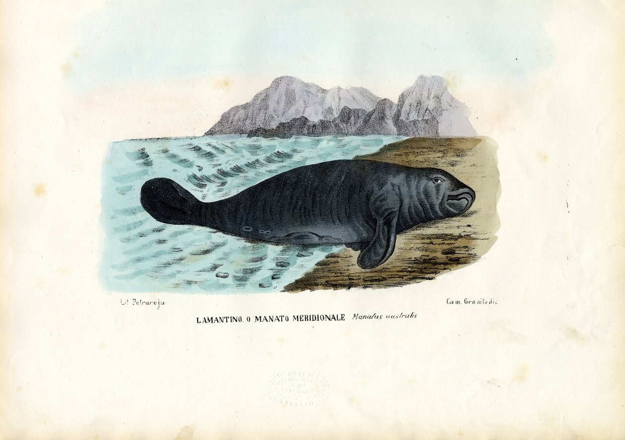 Vestindiske Manatee, 1863-79 af Raimundo Petraroja