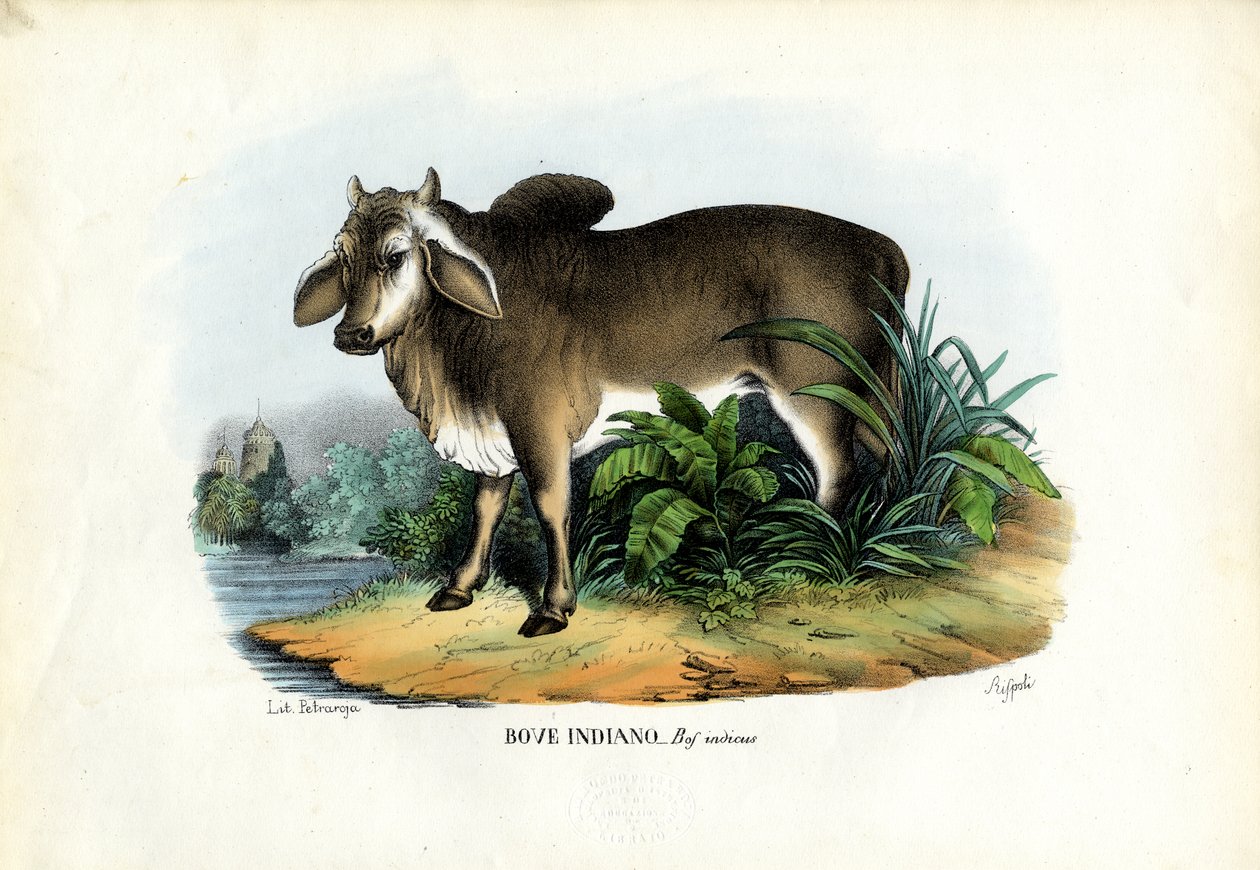 Zebu, 1863-79 af Raimundo Petraroja