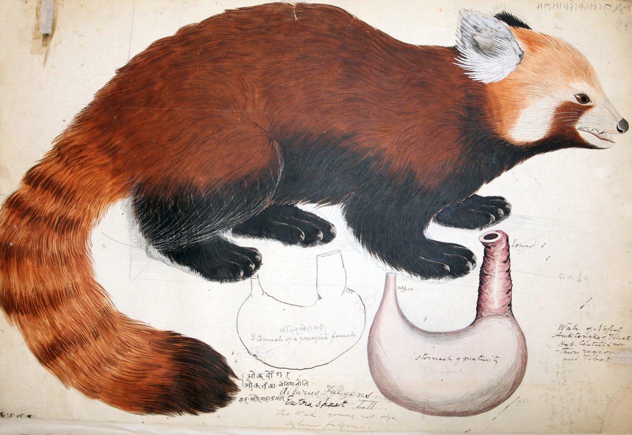 Hodgson Manuscripts Red Panda, 1831-47 (wc, pen og blæk og blyant på papir) af Raj Man Singh