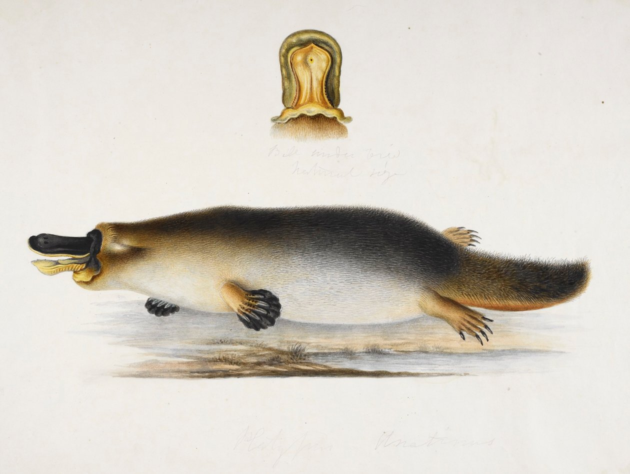 Et andnæbbet næbdyr ved en pool, med en detalje af dens næb, ca. 1820 af Ram Sita
