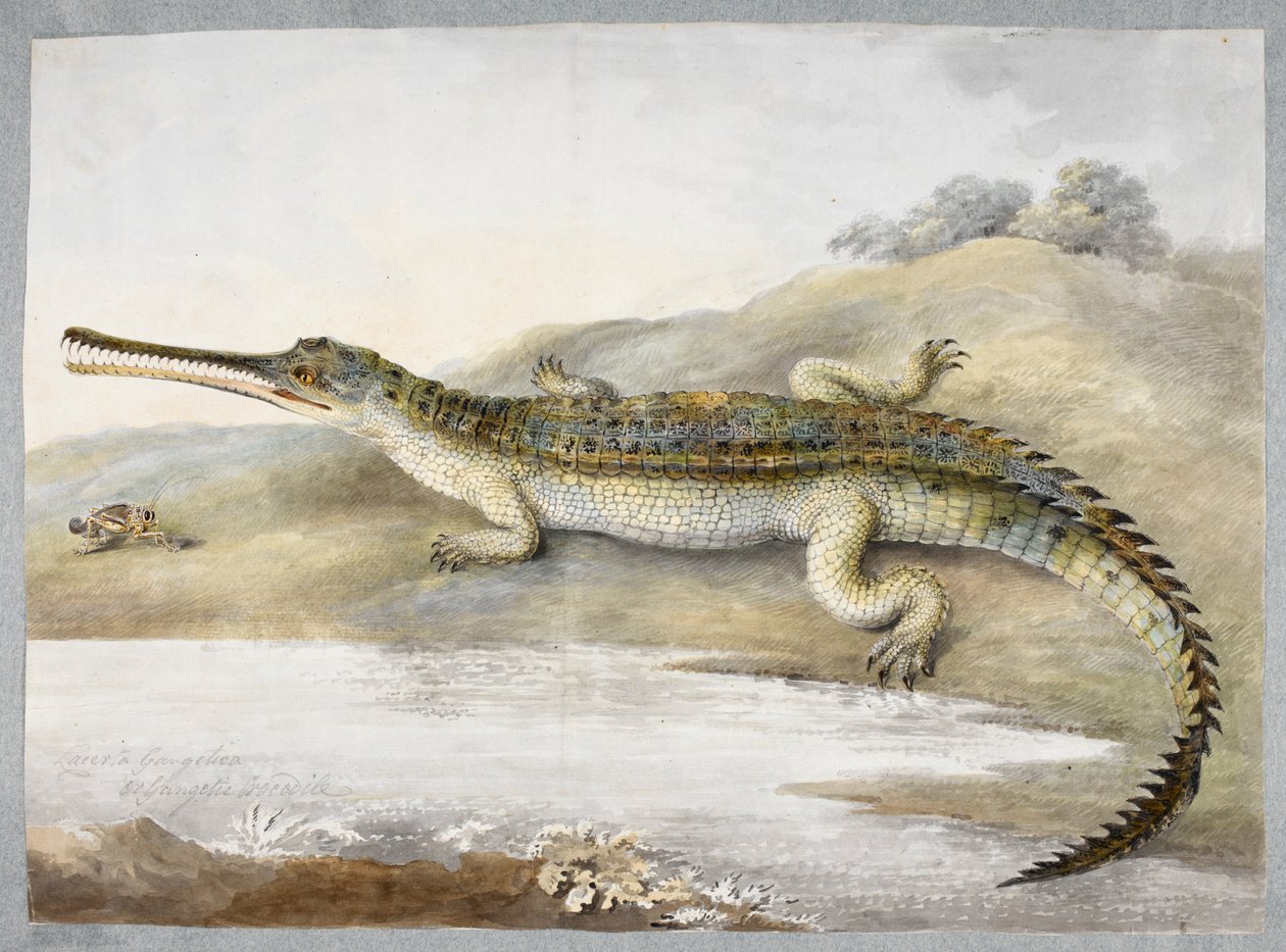 En gherial eller gangetisk krokodille ansigt til ansigt med græshoppe, ca. 1820 (akvarel på papir) af Ram Sita