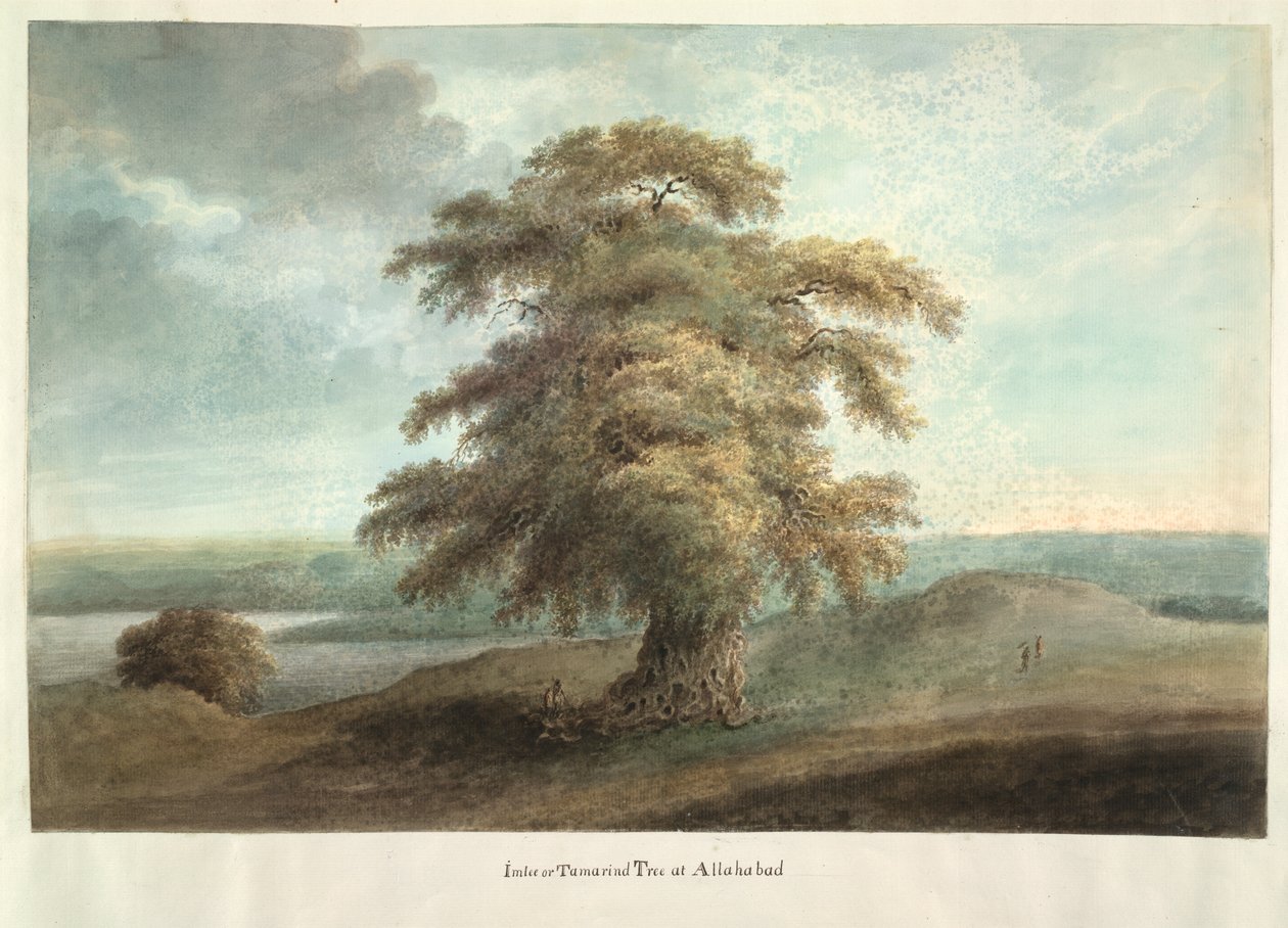 Imlee eller Tamarind træ ved Allahabad af Ram Sita
