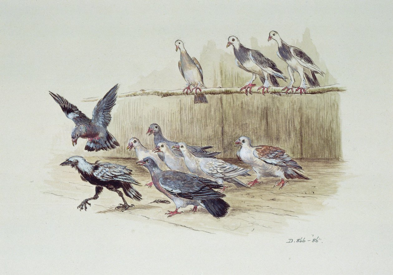 Jackdaw og duerne af Randolph Caldecott