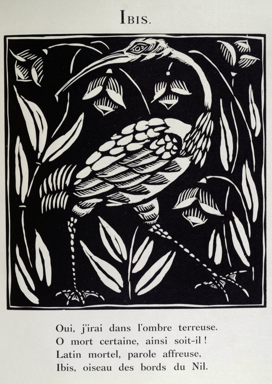 Ibis, illustration fra 