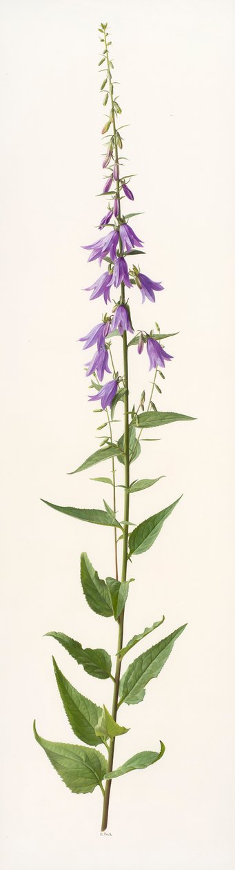 Adenophora species (olie på papir) af Raymond Booth