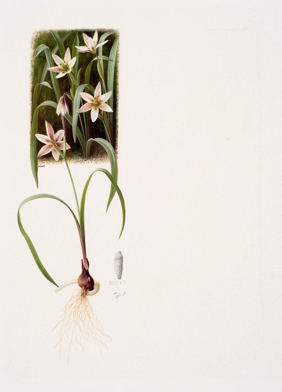 Amana edulis (olie på papir) af Raymond Booth