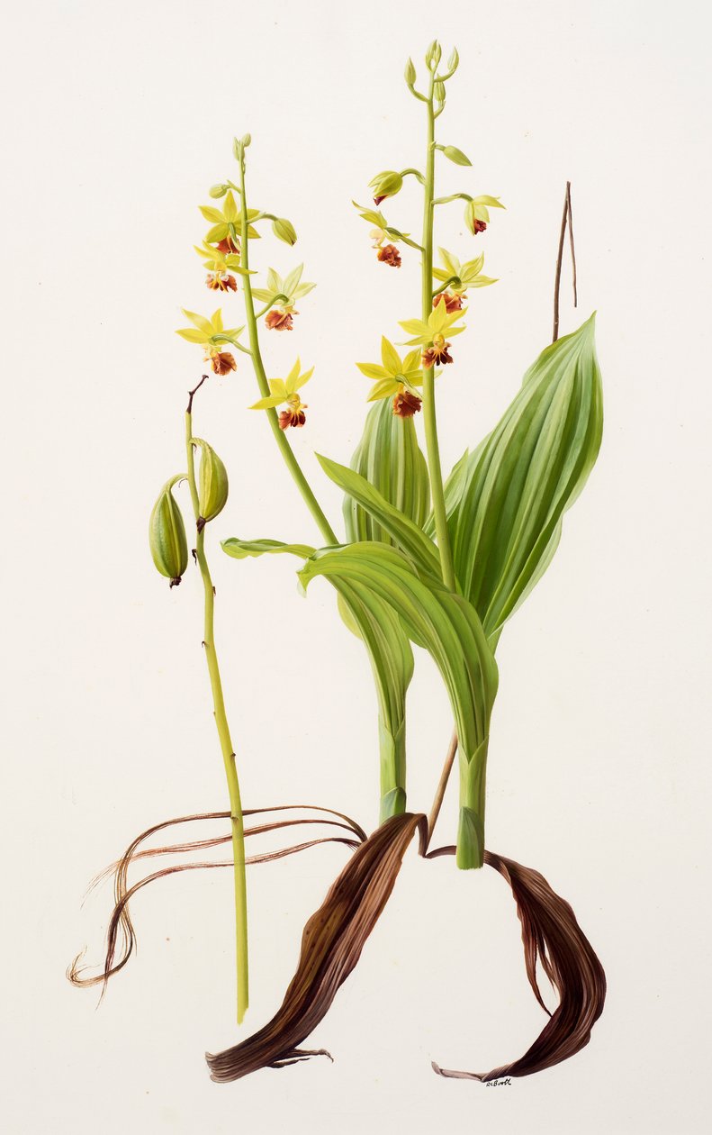Calanthe tricarinata (olie på papir) af Raymond Booth