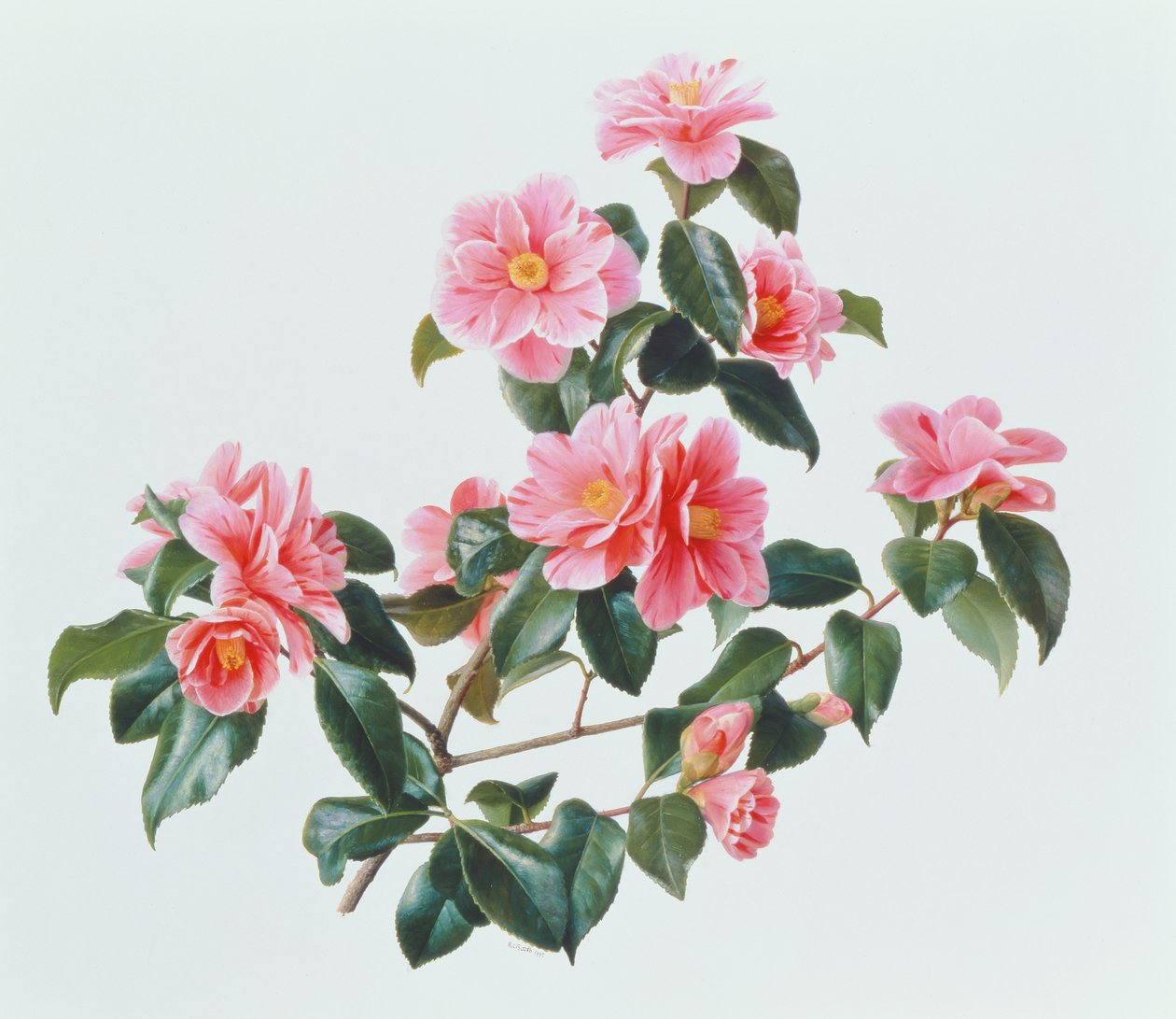 Camellia Japonica Tricolor af Raymond Booth