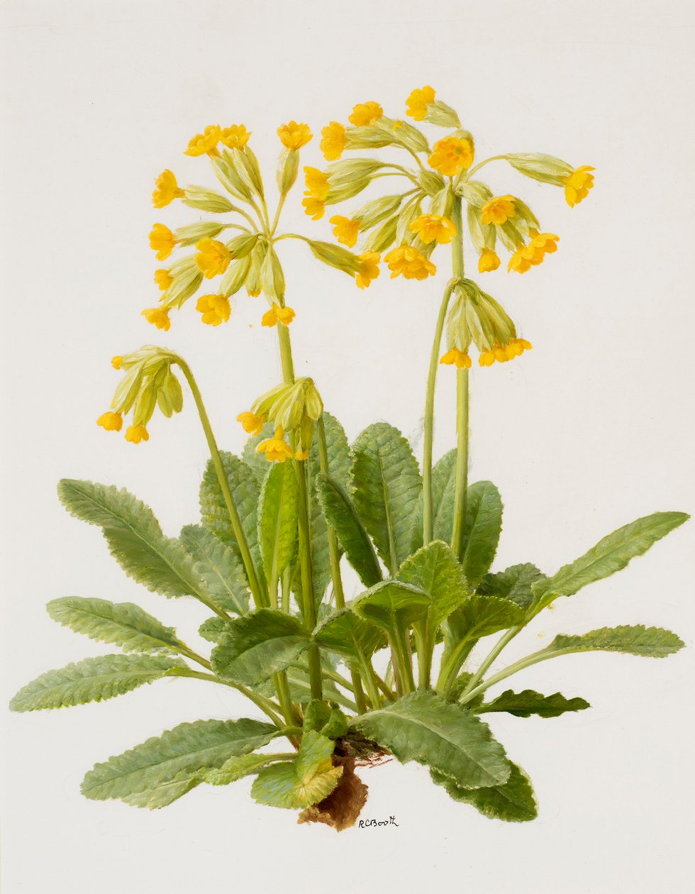 Cowslips (olie på plade) af Raymond Booth