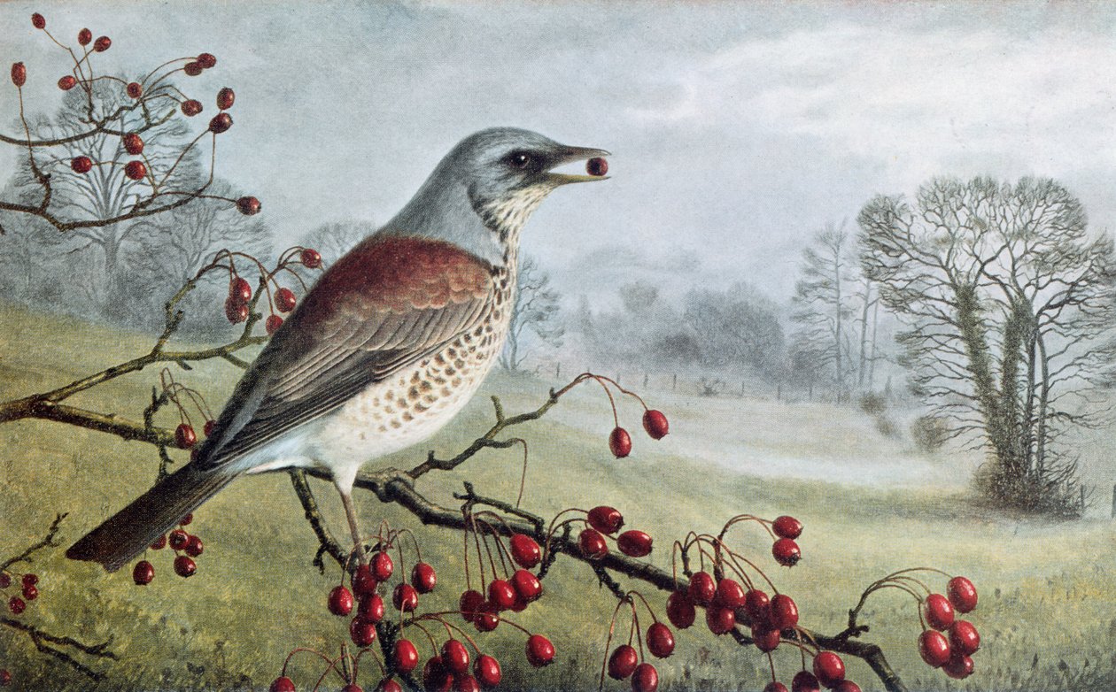 Feltarbejde af Raymond Booth