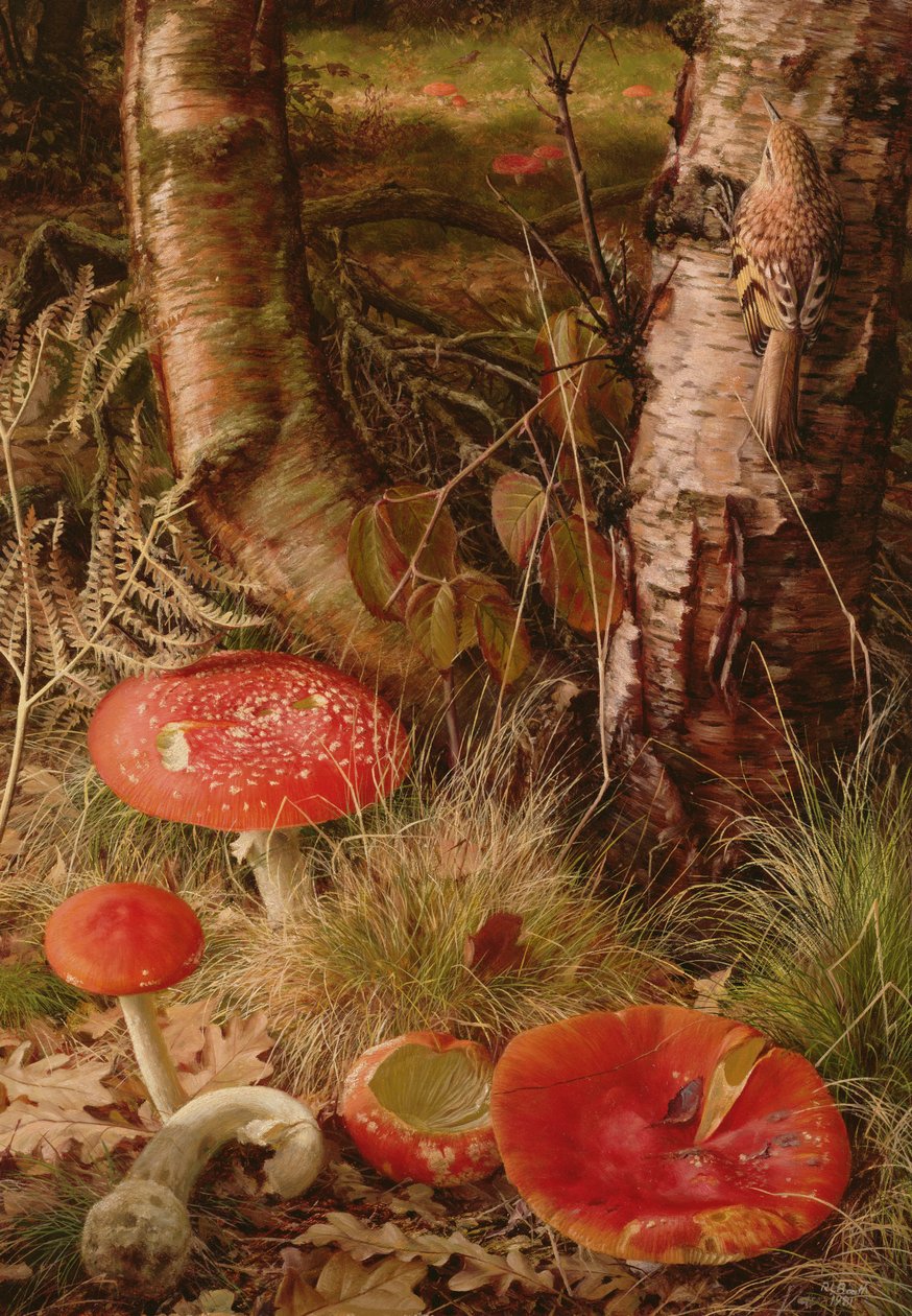 Fluesvamp af Raymond Booth