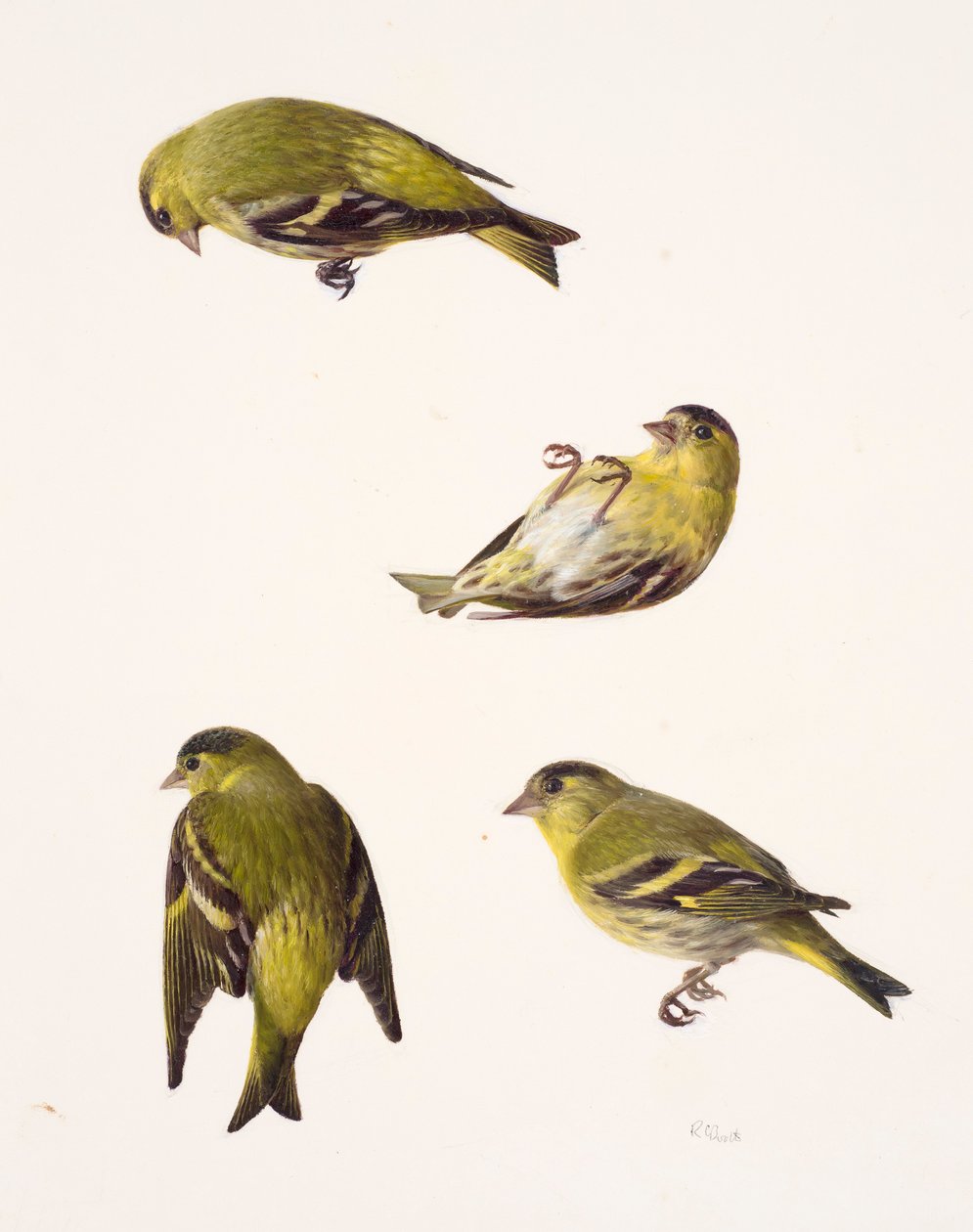 Fire studier af en siskin (olie på papir) af Raymond Booth