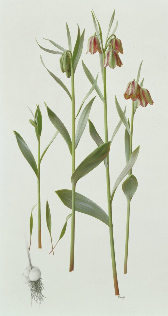 Fritillaria Hermonis Amana af Raymond Booth