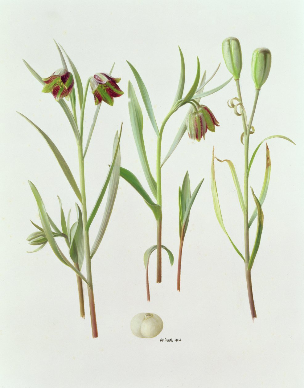 Fritillaria Kurdica af Raymond Booth