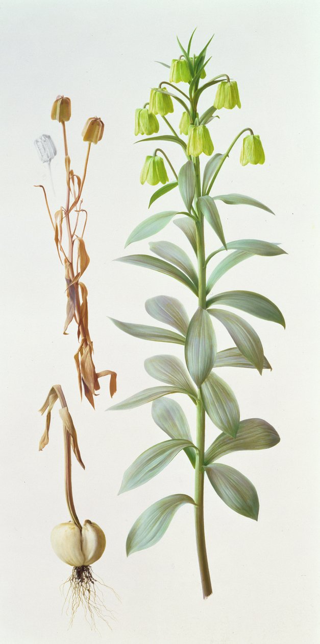 Fritillaria pallidiflora af Raymond Booth