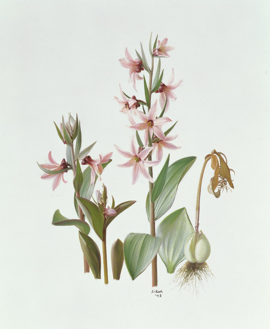 Fritillaria Stenanthera af Raymond Booth