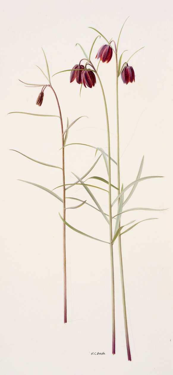 Fritillaria montana (olie på papir) af Raymond Booth