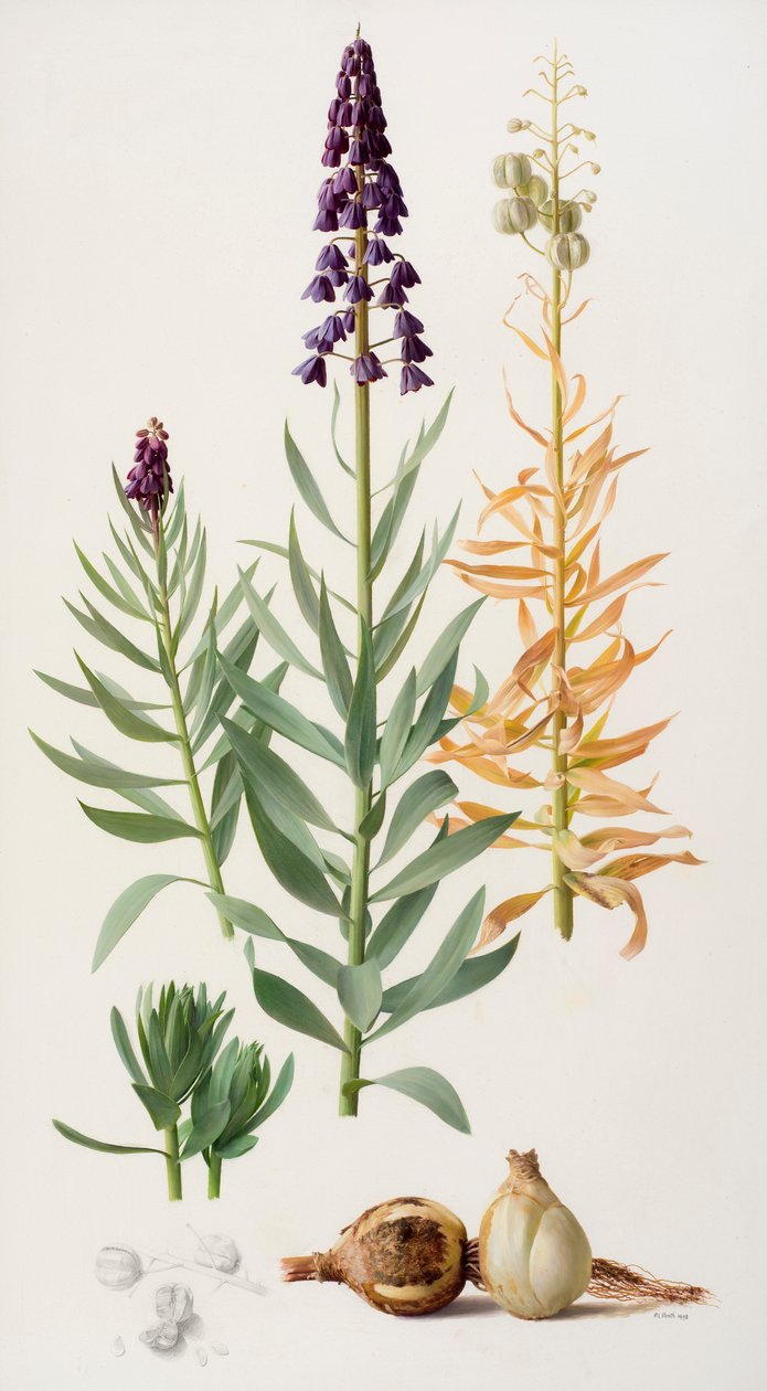 Fritillaria persica af Raymond Booth