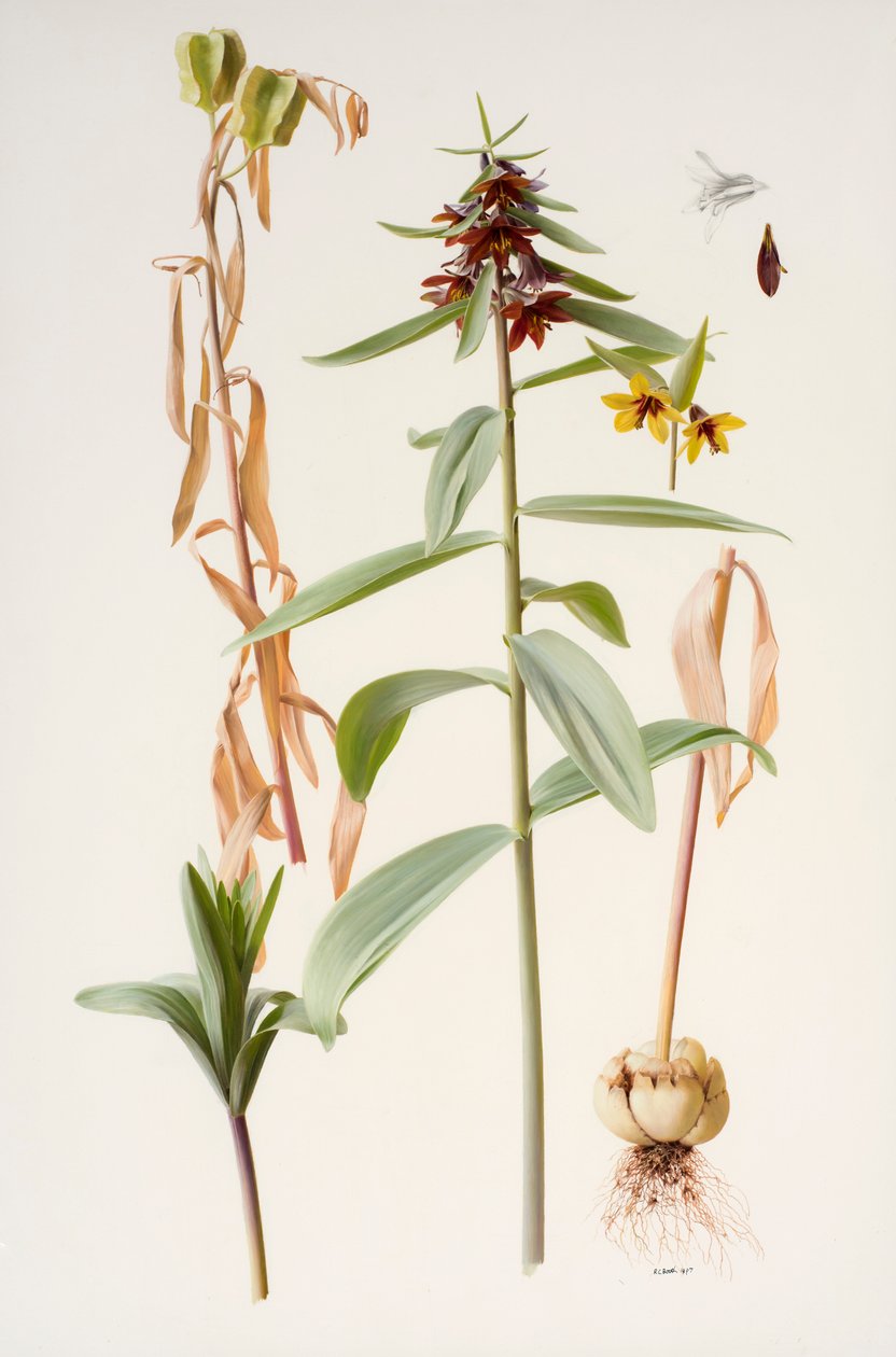 Fritillaria sewerzowii af Raymond Booth