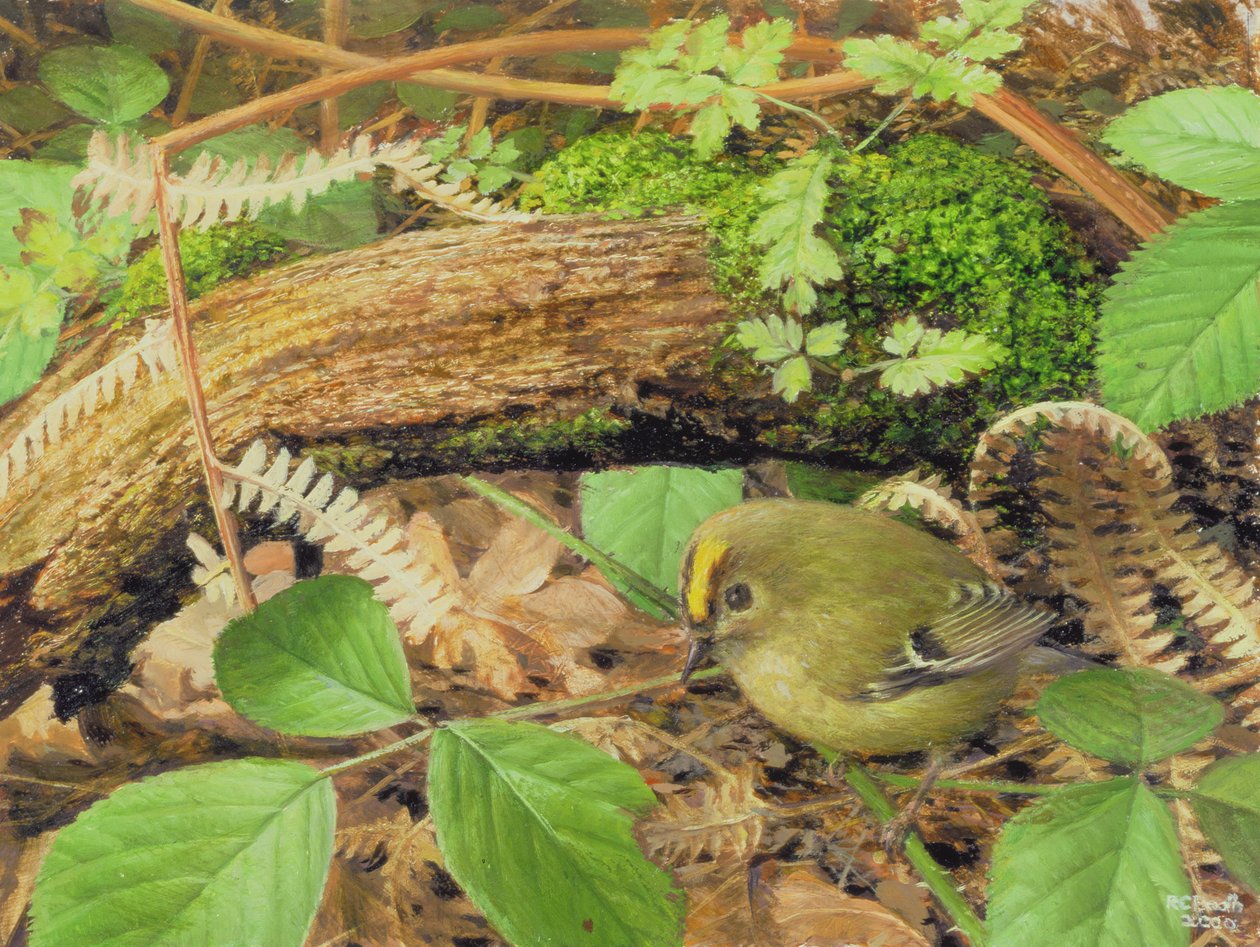 Gold Crest, 2000 (olie på plade) af Raymond Booth