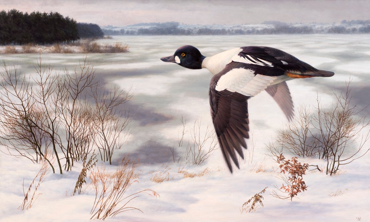 Knarand i et vinterlandskab af Raymond Booth