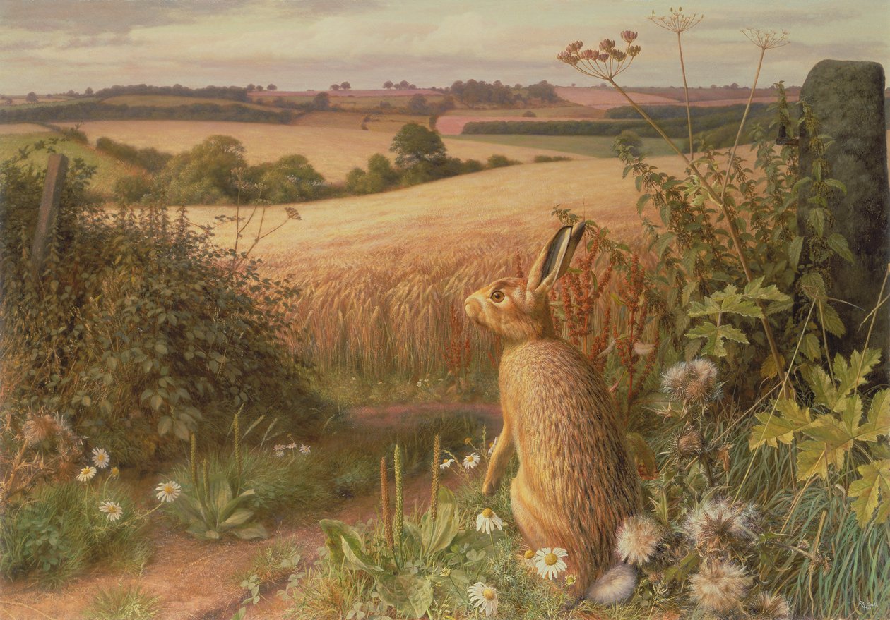 Hare på en mark af Raymond Booth
