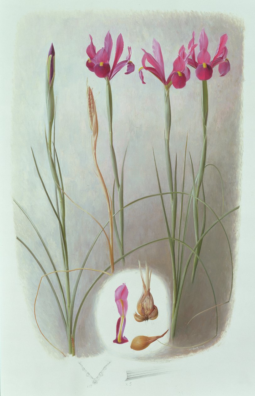 Iris filifolia af Raymond Booth