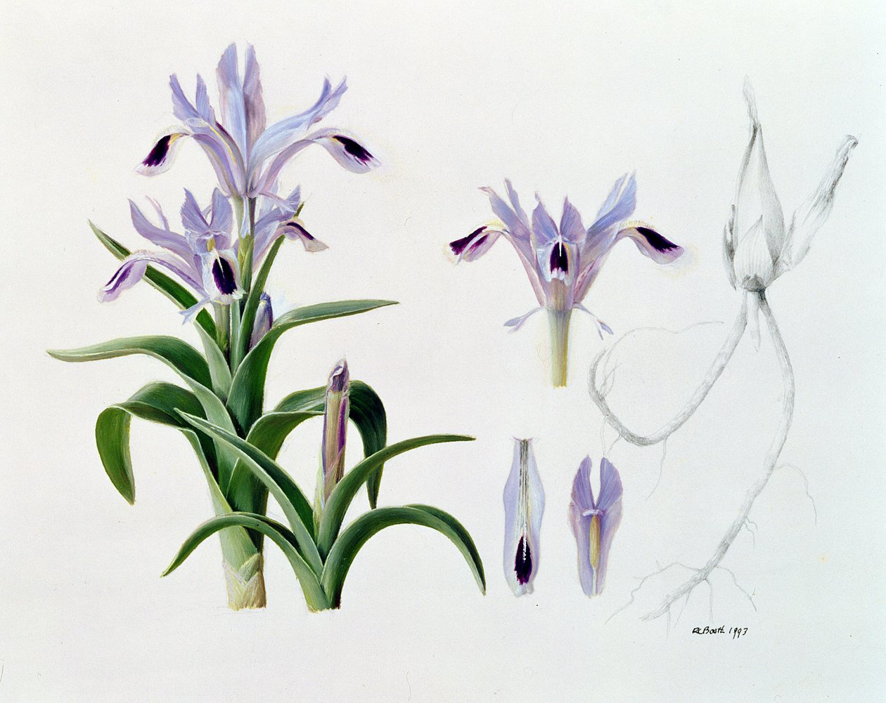 Iris Kuschakewiczii af Raymond Booth