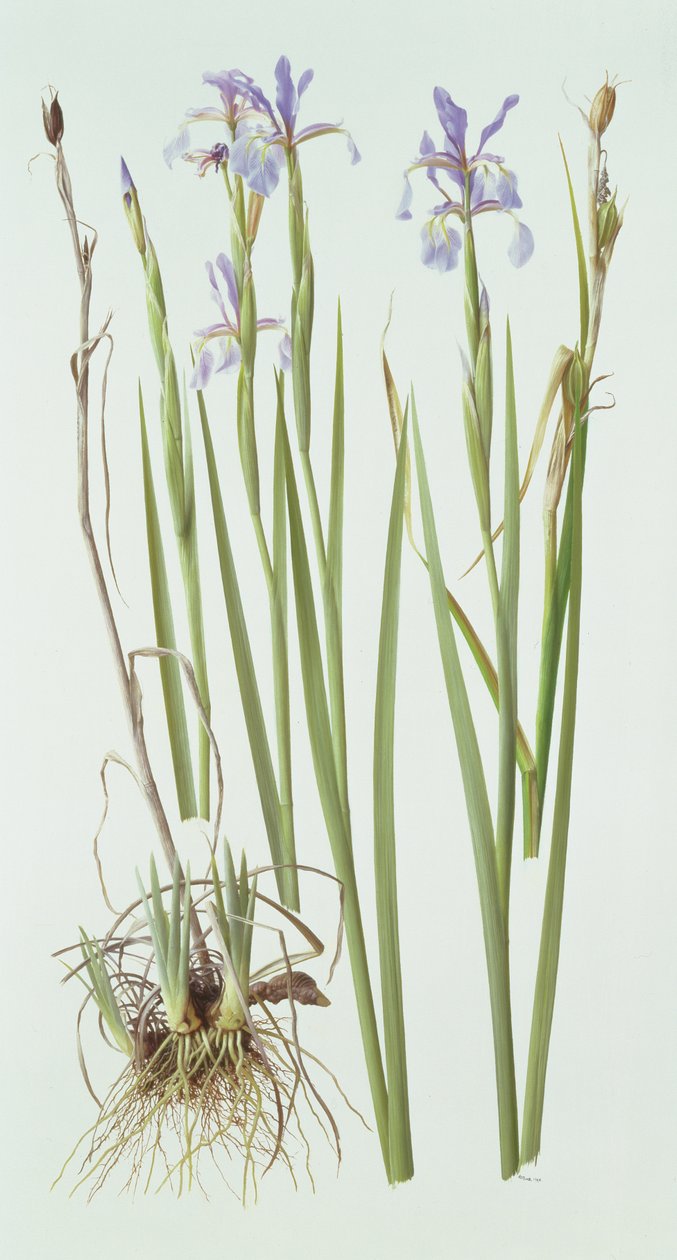 Iris Spuria af Raymond Booth