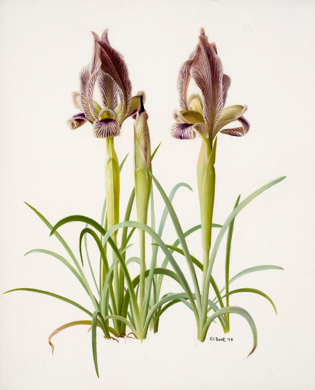 Iris acutiloba (olie på papir) af Raymond Booth