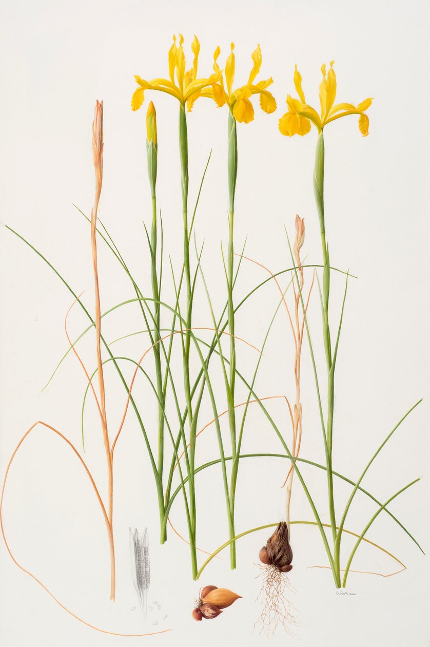 Iris spuria, 2002 (olie på papir) af Raymond Booth