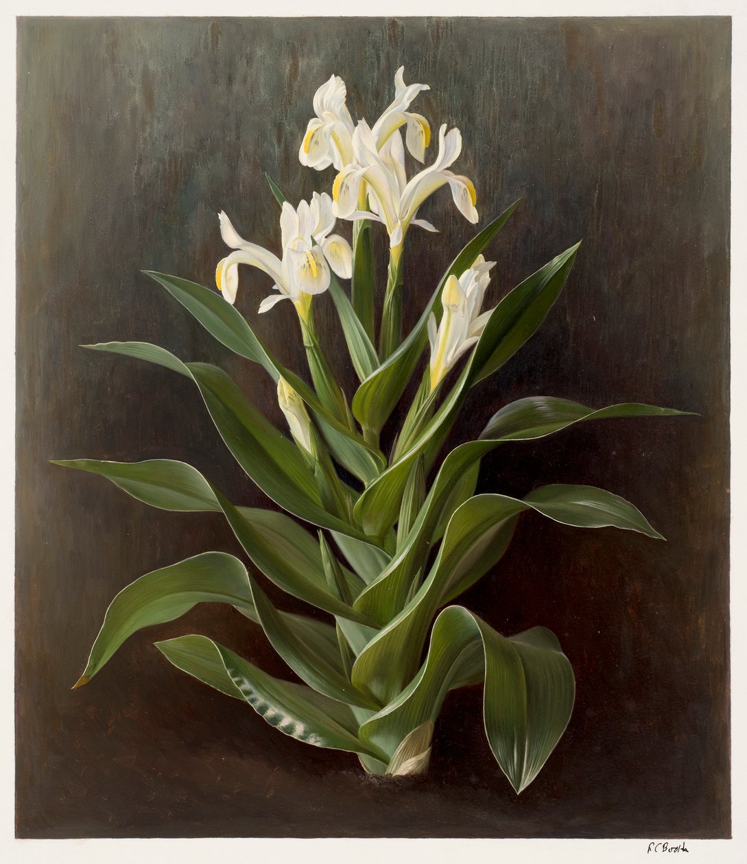 Iris willmottiana alba (olie på papir) af Raymond Booth