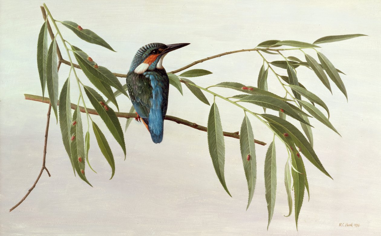 Kingfisher af Raymond Booth