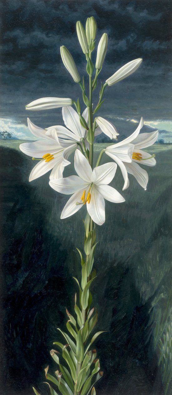 Madonnalilje (olie på plade) af Raymond Booth