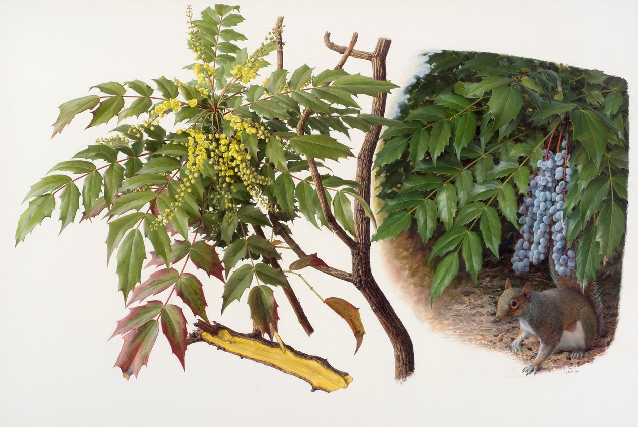 Mahonia japonica, 2008 (olie på papir) af Raymond Booth
