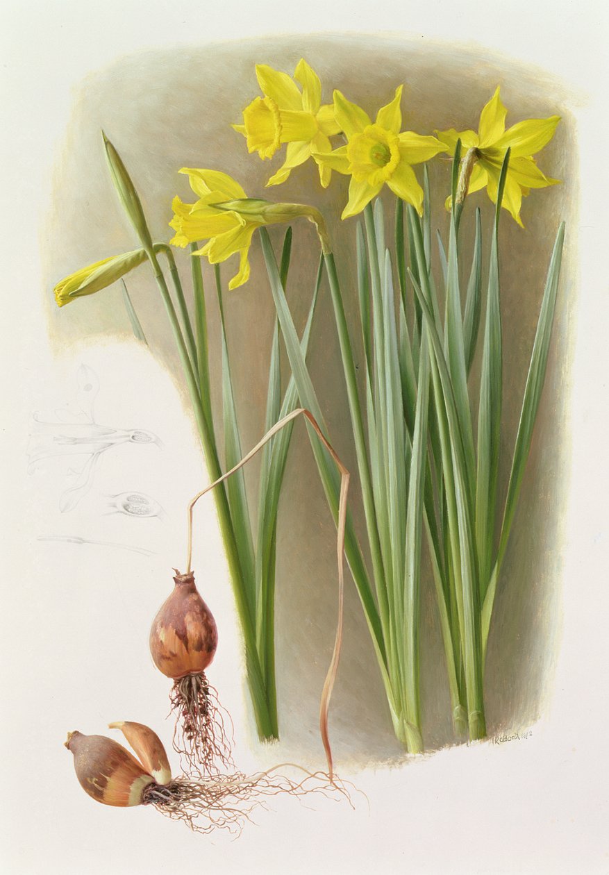 Narcissus Hispanicas Bujei af Raymond Booth