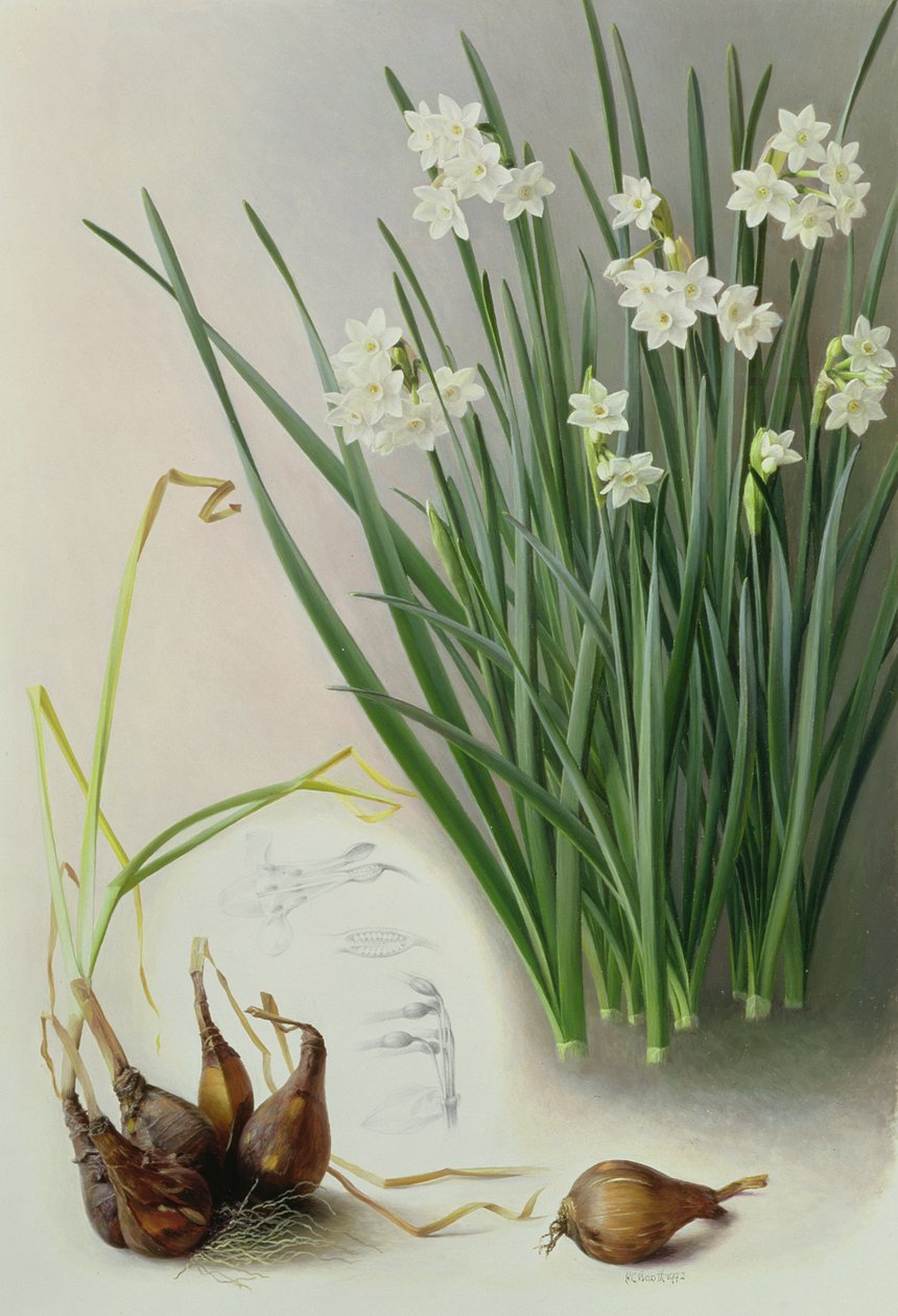 Narcissus Pannizianus af Raymond Booth