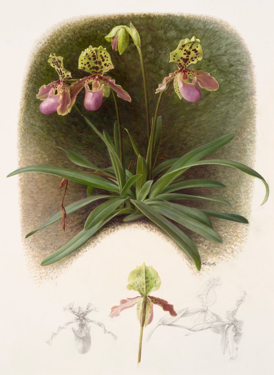 Paphiopedilium henryi (olie på papir) af Raymond Booth