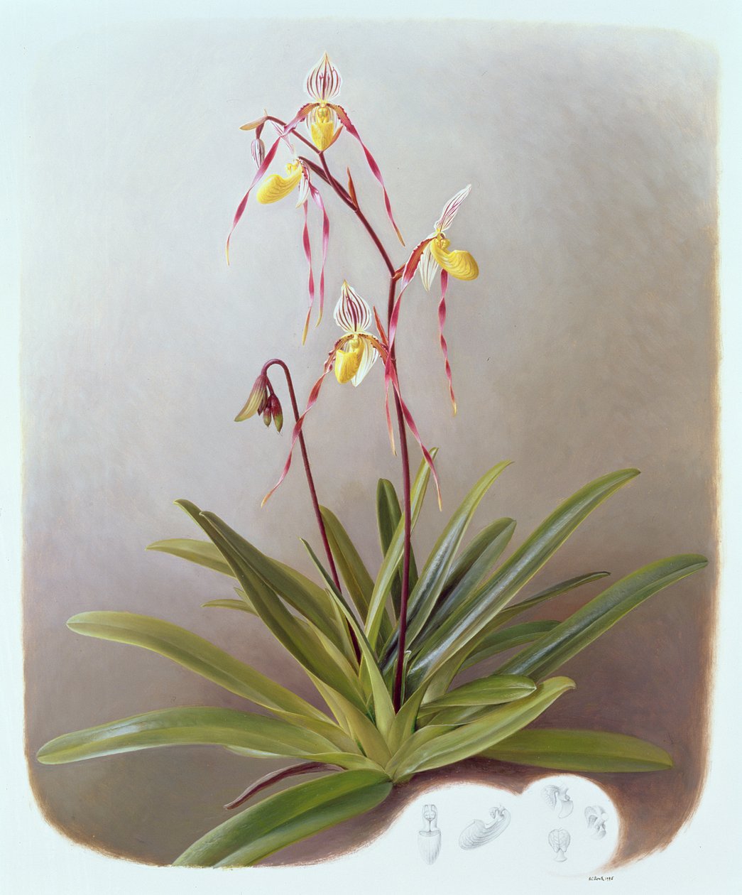 Paphiopedilum Philippinense af Raymond Booth