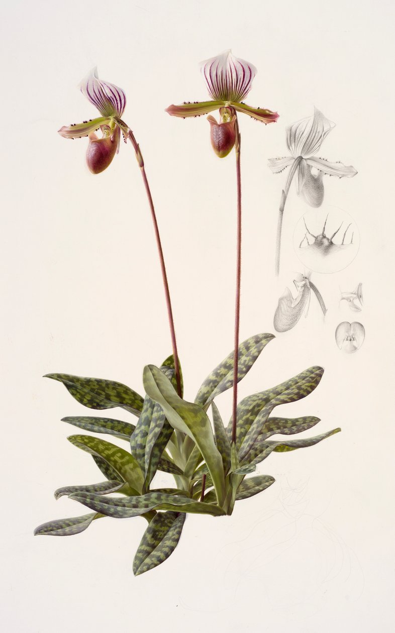 Paphiopedilum barbatum (olie på papir) af Raymond Booth