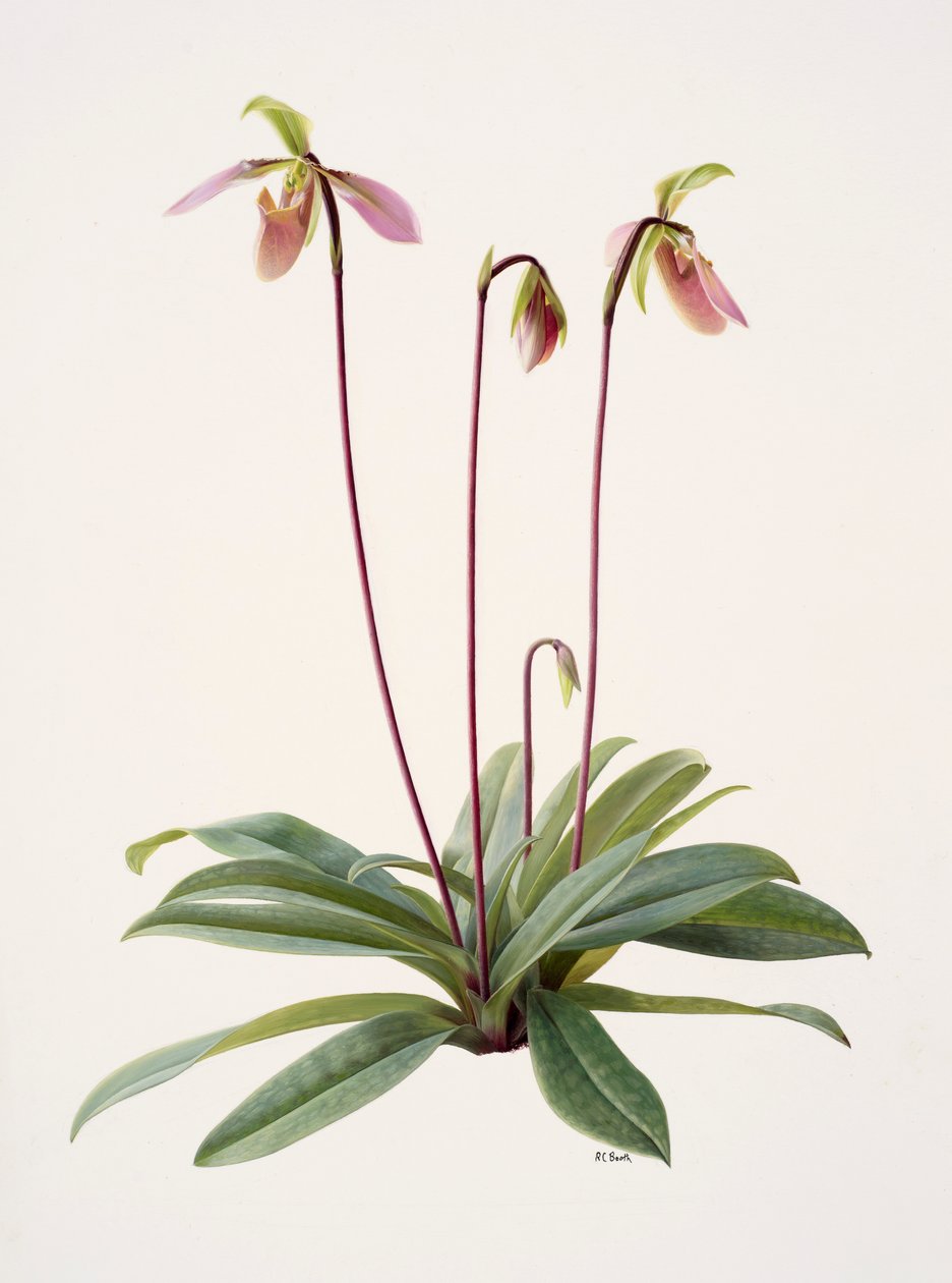 Pophiopedrium appletonianum (olie på papir) af Raymond Booth