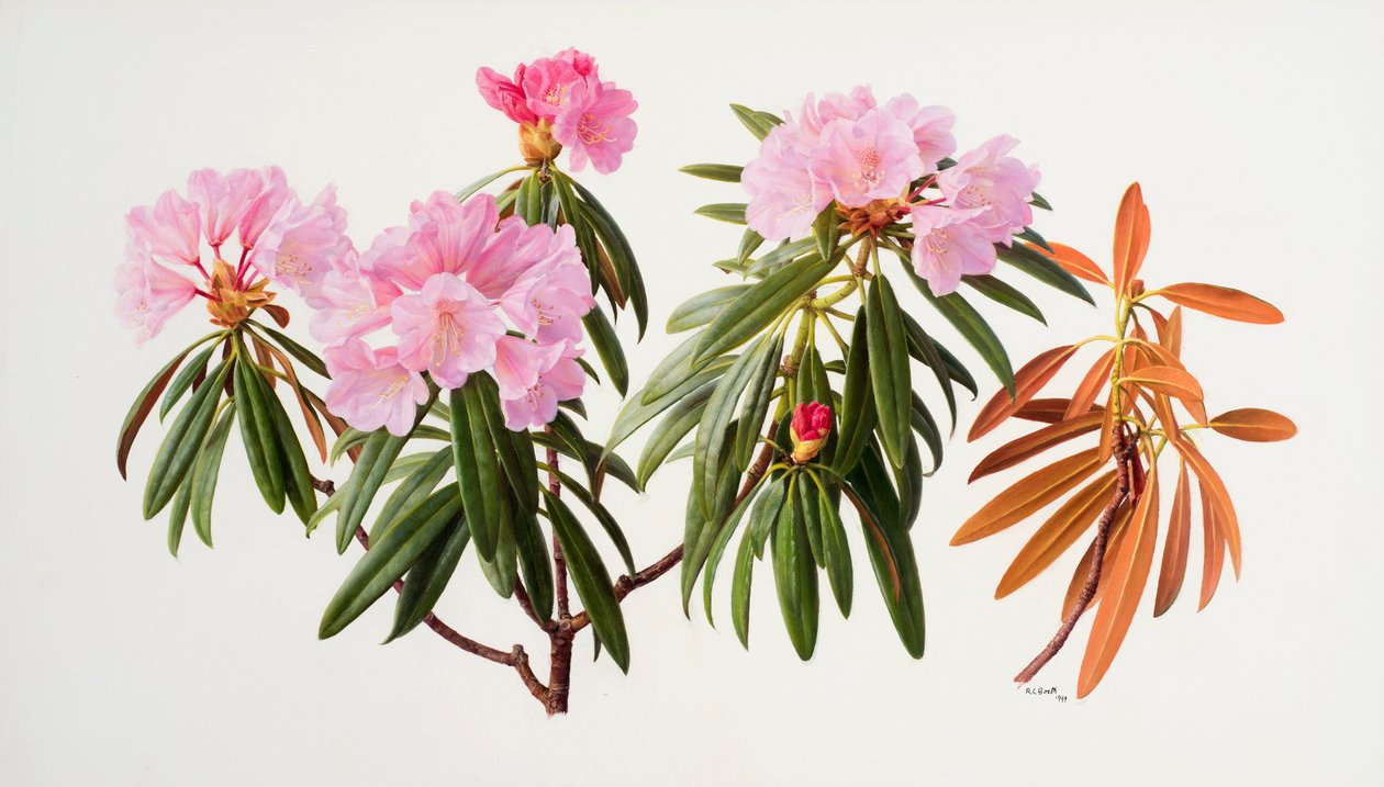 Rhododendron af Raymond Booth